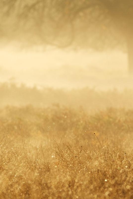 La faune du Pays de Salers - Photo @Pixabay