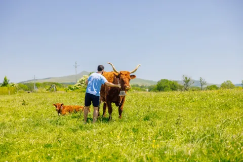 La Star de l'Auvergne ! la Vache Salers ©Office de Tourisme Pays de Salers